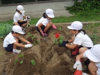 野菜苗植え.jpg